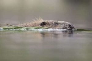 Beaver swimming