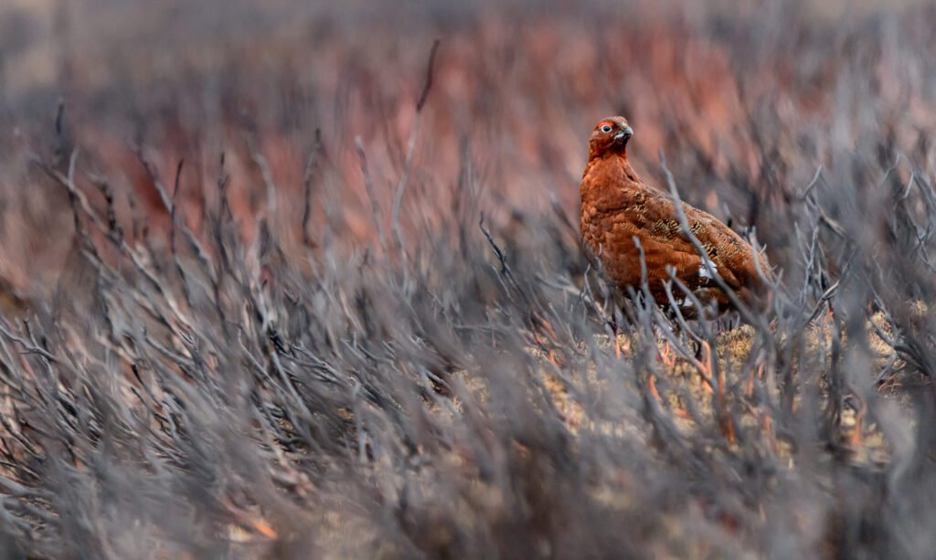 Red Grouse