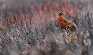 Red Grouse